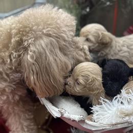Shihpoos from House of Paws, LLC