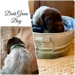 Canyon - Brown and gray male Wirehaired Pointing Griffon puppy in California from Rocking S Griffons