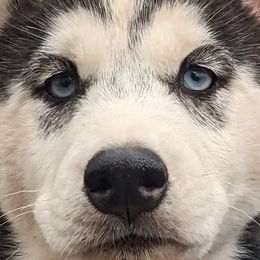 Yellow ID Collar - Siberian Husky puppy in Beverly, Ohio from Humorous Huskies