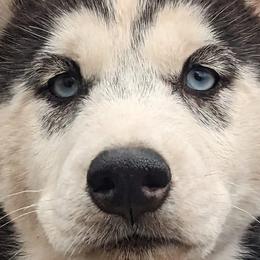 Yellow ID Collar - Siberian Husky puppy in Beverly, Ohio from Humorous Huskies