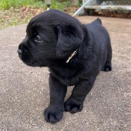 Lace - Black female Labrador Retriever puppy in Grand Saline, Texas from Castle Hills Labradors