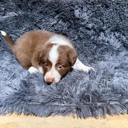 Spider pup - White and red male Border Collie puppy in Dunnellon, Florida from A&S Border Collies