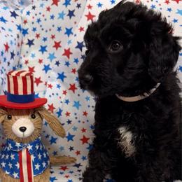 Moscato - White and black female Bordoodle puppy in Republic, Missouri from Holland Hilltop Farm