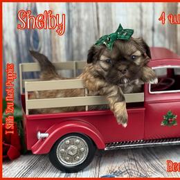 Shelby - Liver female Shih Tzu puppy in Beatrice, Nebraska from I Shih Tzu Not Puppies