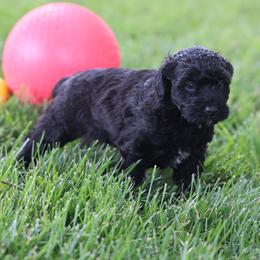 Polly - Black female Whoodle puppy in West Bend, Iowa from Blue Skies Terriers