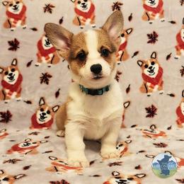 Glory - Sable female Pembroke Welsh Corgi puppy in Warrensburg, New York from The Adirondack Corgi