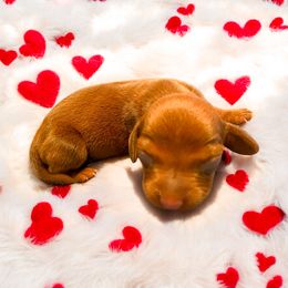 Dachshund Puppies from Mendez’s Dachshunds