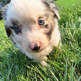 Basil - Blue merle male Miniature Australian Shepherd puppy in Kettle Falls, Washington from Ellie's Miniature Australian Shepherds