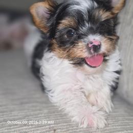Yorkshire Terrier puppies from Granny's yorkshire Terrier Modesto California