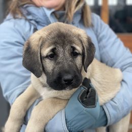 Anatolian Shepherd Dog Puppies from Wild Rooster Family Farm (AKC Anatolians OFA Hips Tested)
