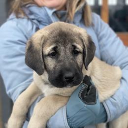 Anatolian Shepherd Dog Puppies from Wild Rooster Family Farm (AKC Anatolians OFA Hips Tested)