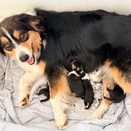 Poppy - Australian Shepherd