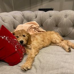 Goldendoodle Puppies from Courtney Wall