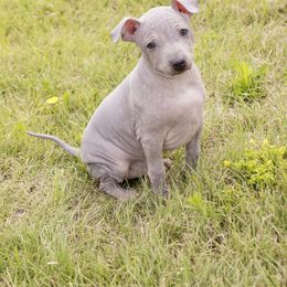 American Hairless Terrier and Anatolian Shepherd Dog Puppies from Wilsong AHT