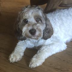 Sally - Australian Labradoodle