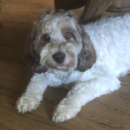 Sally - Australian Labradoodle