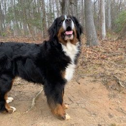 Bernese Mountain Dog Puppies from Blue Ridge Mountains - Bernese Mountain Dog Pups