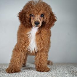 Bumble - Red  male Poodle puppy in Caldwell, Idaho from Boise Doodle Co.