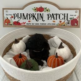 Cutie- Gray collar - Black male Poodle puppy in Bakersfield, California from Pups and Paws Toy Poodles