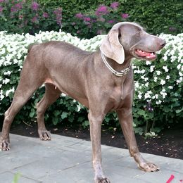 Lily - Weimaraner
