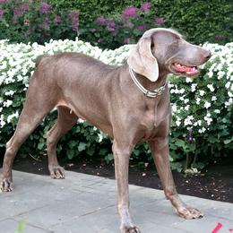 Lily - Weimaraner