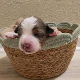 Rayne - Blue merle female Miniature American Shepherd puppy in Bristol, Tennessee from Riverstone Aussies