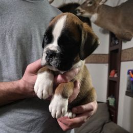 Giddeon - Brindle male Boxer puppy in Thompson, Pennsylvania from Moonlitboxers