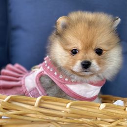Pomeranian Puppies from Highlander Pomeranians