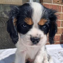 Blue collar, Buddy - Tri-color male Cavalier King Charles Spaniel puppy in Colorado Springs, Colorado from True Love Colorado Cavalier King Charles Spaniels