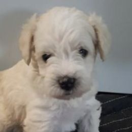 Miniature Schnauzers from Green Mountain Schnauzers