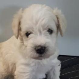 Miniature Schnauzers from Green Mountain Schnauzers