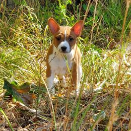Basenji Puppies from Basenji Puppies
