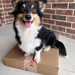 Ashe - Pembroke Welsh Corgi