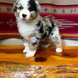 Australian Shepherd Puppies from High West Aussies