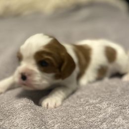Cavalier King Charles Spaniel Puppies from Sophie’s AKC Cavaliers