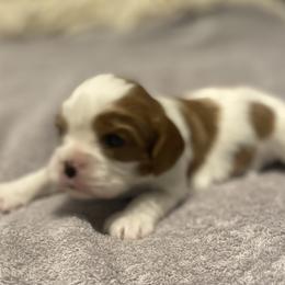 Cavalier King Charles Spaniel Puppies from Sophie’s AKC Cavaliers
