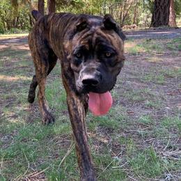 Cane Corso from Mikki Giger's Cane Corso Puppies