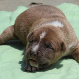 Potato - Blue fawn male American Staffordshire Terrier puppy in Guilford County, North Carolina from Explicit Kennel