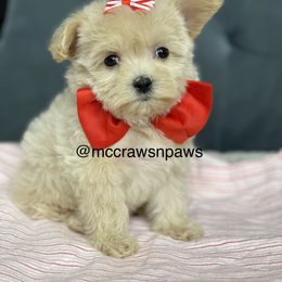 Cavapoo, Maltipoo, and Poodle Puppies from McCraws N Paws