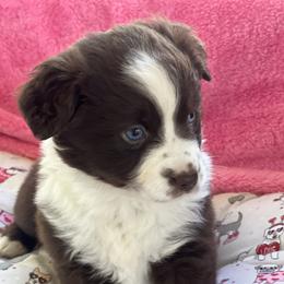 Mistletoe - Red & white female Miniature Australian Shepherd puppy in Norco, California from River Springs Aussies