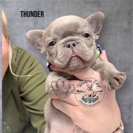 Thunder - Blue male French Bulldog puppy in Strunk, Kentucky from Waters Edge French Bulldogs LLC