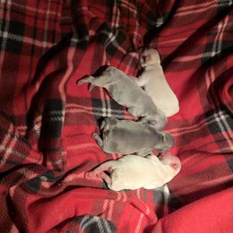 French Bulldog Puppies from Eminent Frenchies