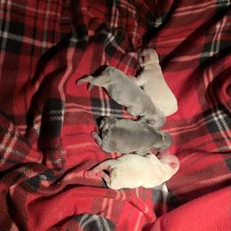 French Bulldog Puppies from Eminent Frenchies
