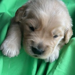 Golden Retriever Puppies from Chevaline Goldens