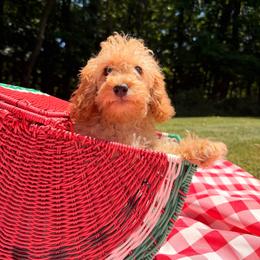 Sweetie - Brown female Maltipoo puppy in Mahwah, New Jersey from Awwws-n-Pawws
