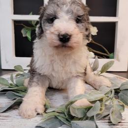 Aussiedoodle and Goldendoodle Puppies from Hunting Creek Kennels