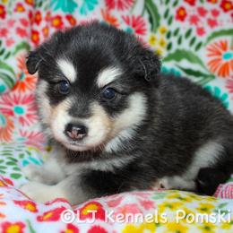 Kylian - Black and white female Pomsky puppy in Centerville, Iowa from LJ Kennels Pomskies, LLC