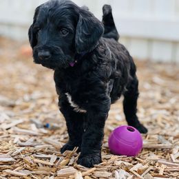 Oreo - Black male Australian Labradoodle puppy in Fayette, Ohio from Patriots Poodles and Doodles