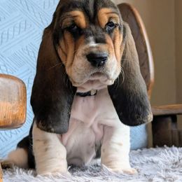 Snow White - Black brown and white female Basset Hound puppy in Polson, Montana from BeautyBea's Flathead Lake Bassets