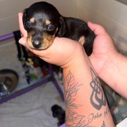 Pom Pom - Black and tan female Dachshund puppy in Atchison, Kansas from Birkin’ Paws